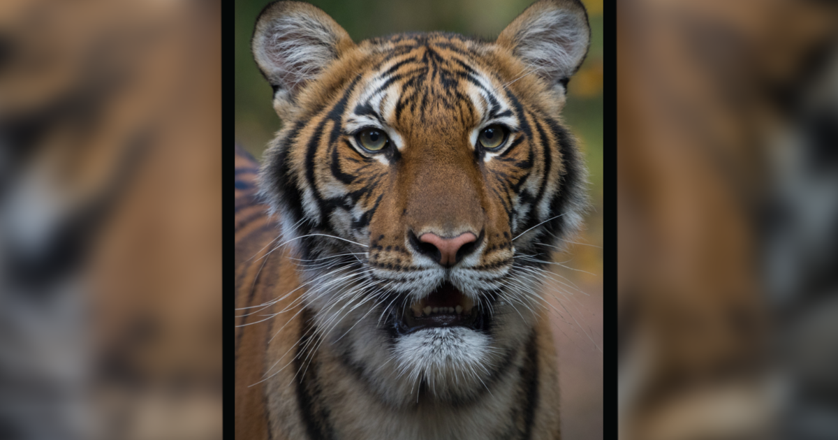 Tiger tests positive for COVID-19 at New York City zoo, first case of its kind in U.S.
