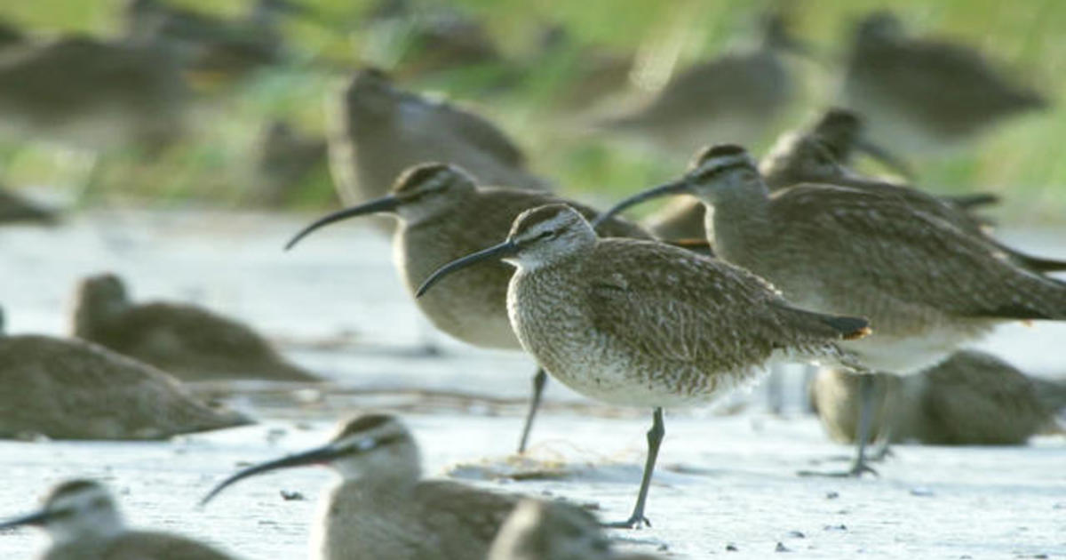 Tagging migrating whimbrel shorebirds - CBS News
